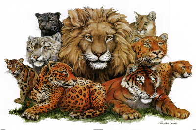"Great Cats" is available in a range of sizes and formats at