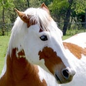 Ashley Brown profile image