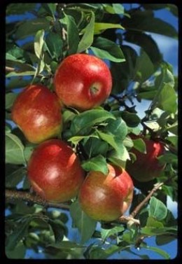 Honeycrisp apple tree