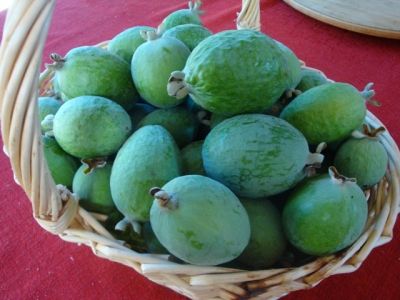 November harvest of pineapple guava