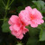 This trailing geranium was the hummingbird's choice for building its nest. The geranium hangs next to the hummingbird feeder and is sheltered by a trellis above and a large magnolia tree from behind. Check out my other lens on the heartwarming story This trailing geranium was the hummingbird's choice for building its nest. The geranium hangs next to the hummingbird feeder and is sheltered by a trellis above and a large magnolia tree from behind. Check out my other lens on the heartwarming story