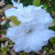 The white azalea looks so pristine and pure in its simplicity. The white azalea looks so pristine and pure in its simplicity.