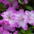 Rain-drenched pink and white azaleas look like ruffly parasols. Rain-drenched pink and white azaleas look like ruffly parasols.