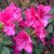 Red azaleas have always been scene stealers. Red azaleas have always been scene stealers.