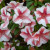Candy-striped azaleas look good enough to eat. Candy-striped azaleas look good enough to eat.