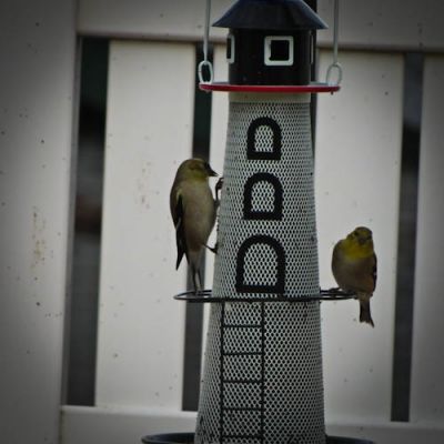 This birdfeeder was a gift from my husband.  I love watching the little finches feeding at the lighthouse.