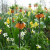 Orange frilillaria  in a border - everyone was interested in these unique looking flowers.