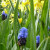 Grape hyacinths come in a two tone version.  I like them this way!