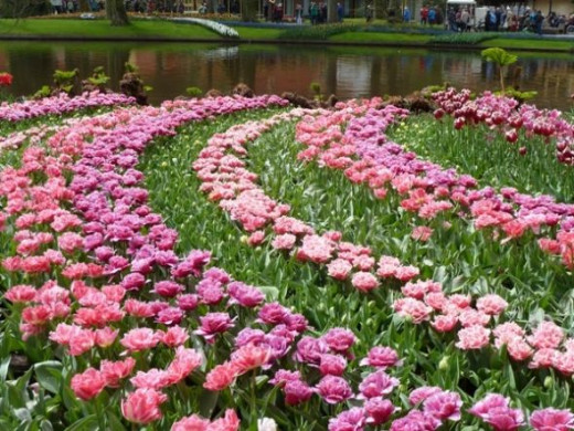 tulip picture lisse holland