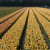 Yellow tulip fields look so sunny even in the rain.