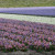 Bulb fields with mixed colors are not so common, but they exist.  This one is quite a sight with all of its pinks and purples.