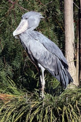 shoebill stork native land