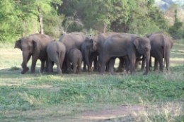 Elephants at Udawalawa national Park