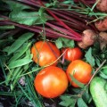 9 Reasons For Growing Your Own Vegetables