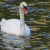 Swan at Port Credit Saddington Park