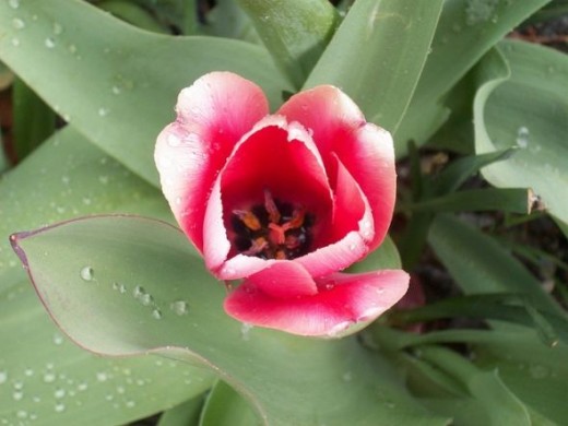 Tulip Flower in the Rain