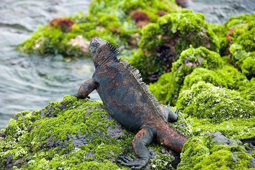 Marine Iguana at the Galapagos Islands Picture by abmiller99