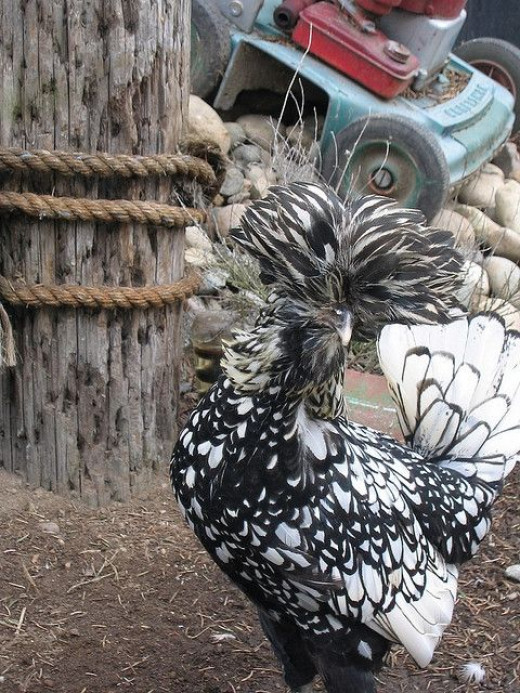 Polish Crested Chickens | hubpages