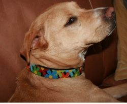 Lulu in her new beaded dog collar
