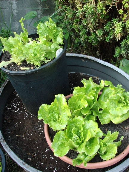 Different Lettuces. My lettuce grew very well in containers. Will definitely be growing more.