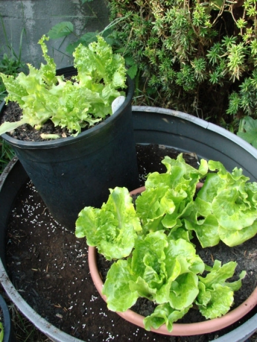 Container Vegetable Gardening by Itaya Lightbourne