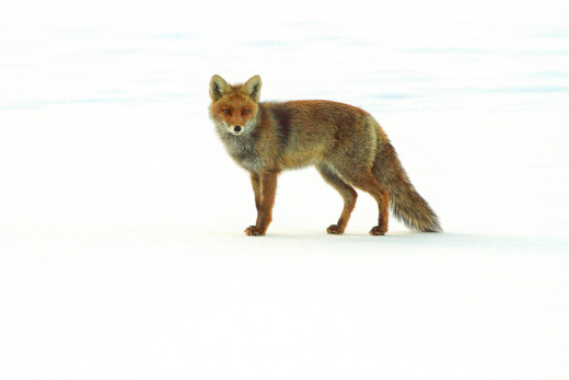 Fox in the Snow - Used under Creative Commons