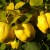 Image credit: http://pixabay.com/en/quince-fruit-plant-journal-tree-65189/ Image credit: http://pixabay.com/en/quince-fruit-plant-journal-tree-65189/