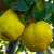 Image credit: http://pixabay.com/en/quince-fruit-plant-journal-tree-65185/ Image credit: http://pixabay.com/en/quince-fruit-plant-journal-tree-65185/