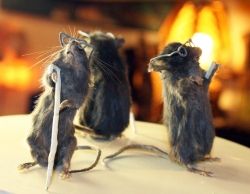 Taxidermy by Mammoth Curious on Etsy