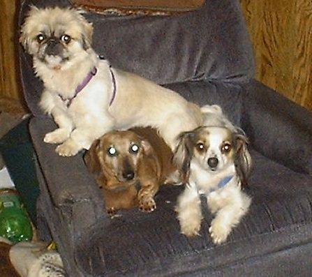 Sheeba, Angel Dog and Gizmo in recliner in Virginia, IL
