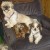 Sheeba, Angel Dog and Gizmo in recliner in Virginia, IL