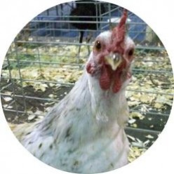 List of my Chicken Pages