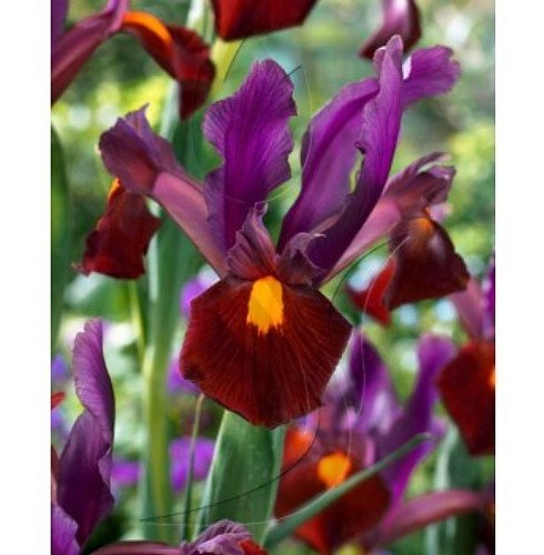 Red Ember Iris (available via Amazon.com)
