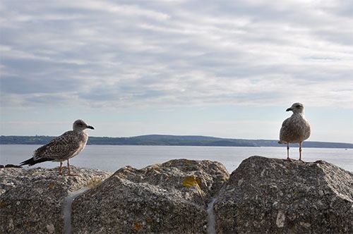 Seagulls awaiting scraps