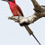 Carmine Bee Eater Carmine Bee Eater