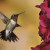 Hummingbird Hummingbird