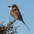 Lilac Breasted Roller Lilac Breasted Roller