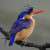 Malachite Kingfisher Malachite Kingfisher