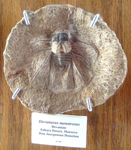 Devonian trilobite in the trilobite display