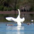 Swan flapping its wings
