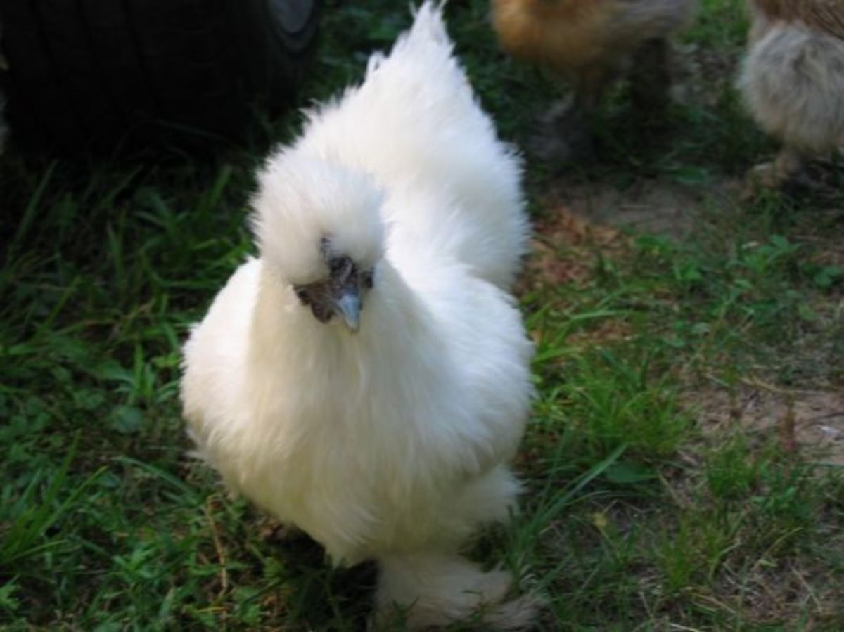 Silkie Chicken Colors Chart