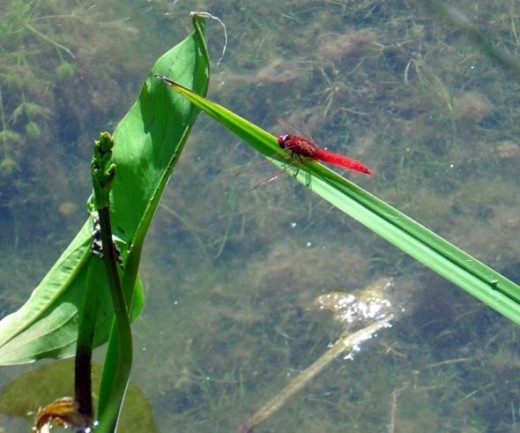 Dragonfly at Parc Floral et Tropical, France