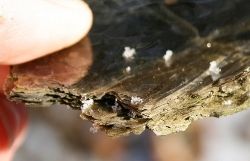 Biotite Mineral Specimen
