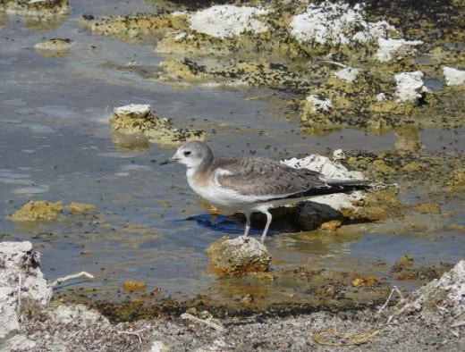 Alkalai Flies and Gull on Lakeshore