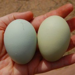 Nature's Easter Eggs