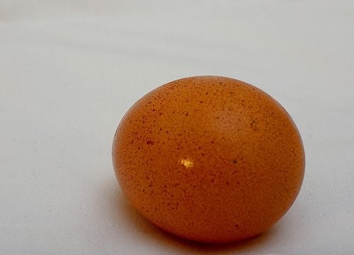 Dark Brown Chicken Egg by MonkeySimon