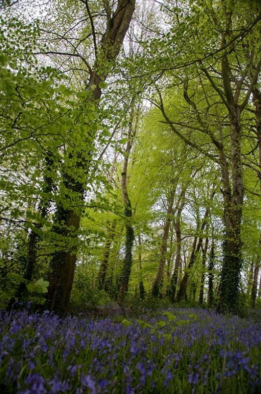 Our Bluebell woodland