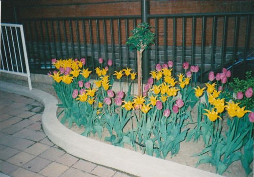 The Flowers outside the Elm st. entrance of 'my' hotel the Delta Chelsea