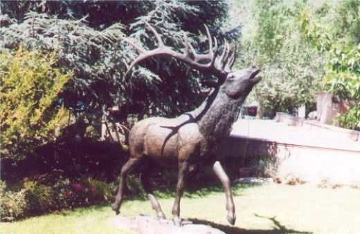 I think it's an elk.