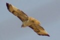 Birds in Motion